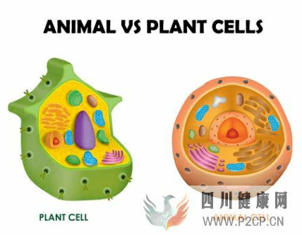 談談植物干細胞和動物干細胞的異同，以及有何用(圖2)
