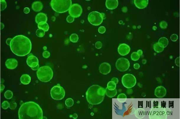 干細胞為何如此迷人，干細胞的作用？(圖1)