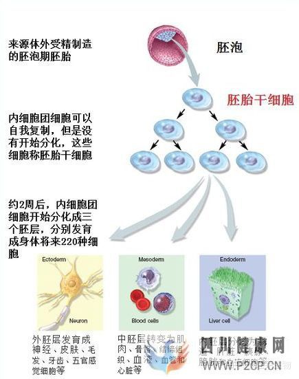 一針60萬(wàn)“胚胎干細(xì)胞針”妄想長(zhǎng)生不老(圖7) 一針60萬(wàn)“胚胎干細(xì)胞針”妄想長(zhǎng)生不老(圖7)