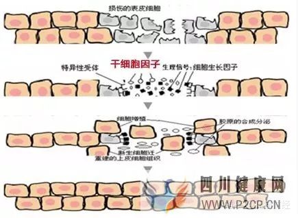 60萬一針的胚胎干細胞,真的可以年輕30歲嗎(圖10) 60萬一針的胚胎干細胞,真的可以年輕30歲嗎(圖10)