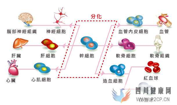 糖尿病治療最新成果:干細胞移植療法讓患者或將免去胰島素注射(圖1) 糖尿病治療最新成果:干細胞移植療法讓患者或將免去胰島素注射(圖1)