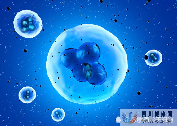 什么是干細胞干細胞有什么作用(圖4) 什么是干細胞干細胞有什么作用(圖4)