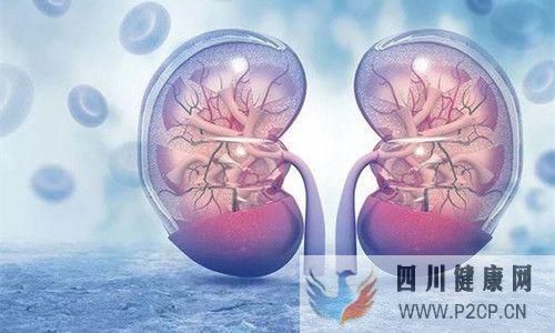 前沿科技：羊水干細(xì)胞對腎臟的作用大(圖2)