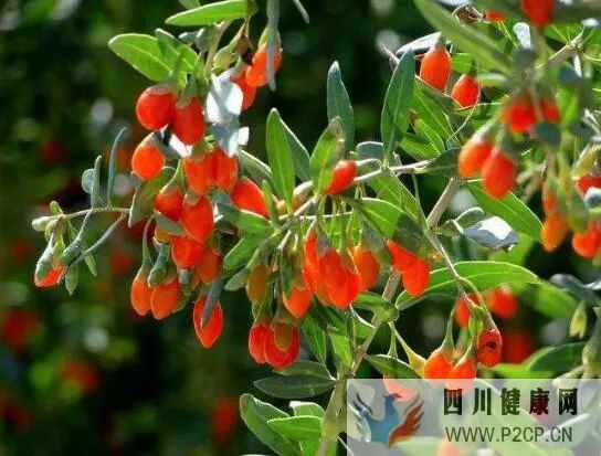 枸杞的四大作用,長期枸杞好處多(圖1) 枸杞的四大作用,長期枸杞好處多(圖1)