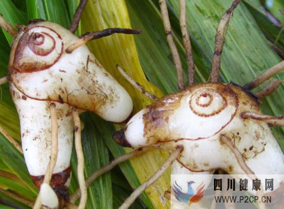 小白芨蜂蜜一起吃的功效和作用白芨加蜂蜜功效(圖1) 小白芨蜂蜜一起吃的功效和作用白芨加蜂蜜功效(圖1)