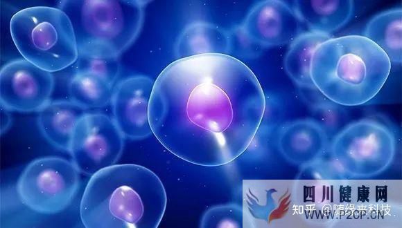 干細胞的八大作用奧克生物干細胞(圖2) 干細胞的八大作用奧克生物干細胞(圖2)