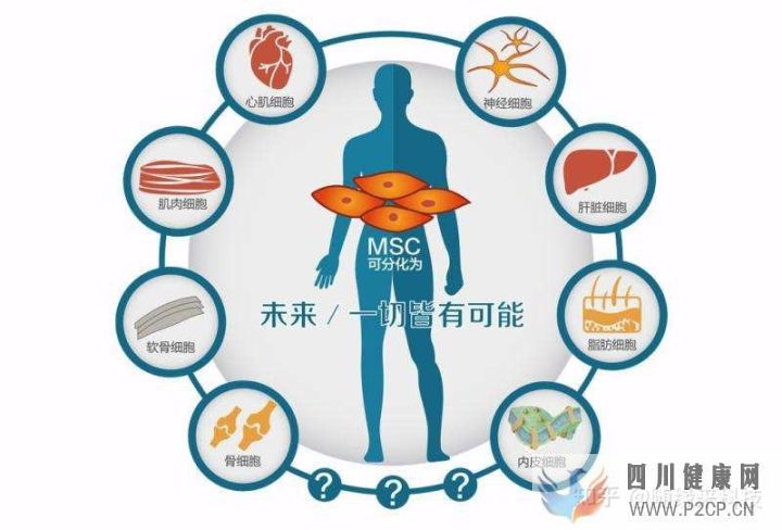 干細胞的八大作用奧克生物干細胞(圖6) 干細胞的八大作用奧克生物干細胞(圖6)