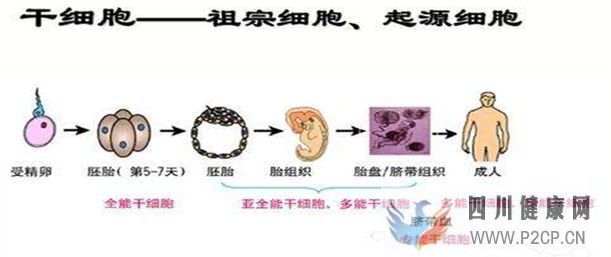 什么是干細胞干細胞治療有什么用(圖2) 什么是干細胞干細胞治療有什么用(圖2)