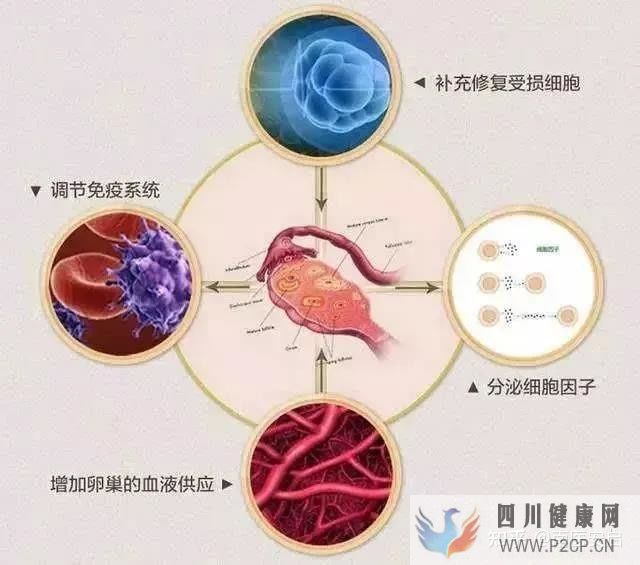 干細胞的作用和功效干細胞是如何幫助人們抗衰老(圖6) 干細胞的作用和功效干細胞是如何幫助人們抗衰老(圖6)