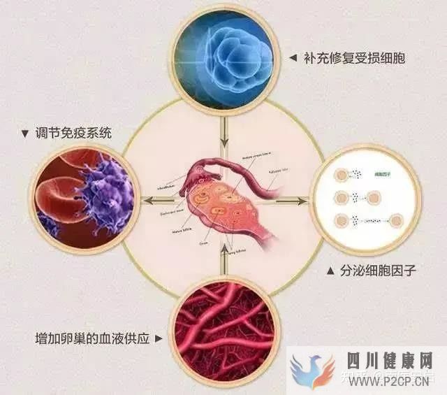 干細胞的作用和功效干細胞是如何幫助人們抗衰老(圖5) 干細胞的作用和功效干細胞是如何幫助人們抗衰老(圖5)