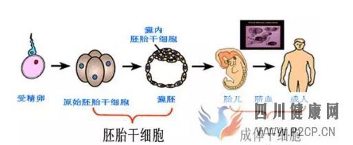 各種干細胞到底有何作用(圖4) 各種干細胞到底有何作用(圖4)