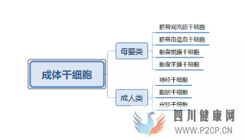 各種干細胞到底有何作用(圖5) 各種干細胞到底有何作用(圖5)