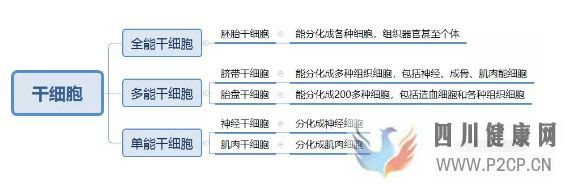 各種干細胞到底有何作用(圖10) 各種干細胞到底有何作用(圖10)