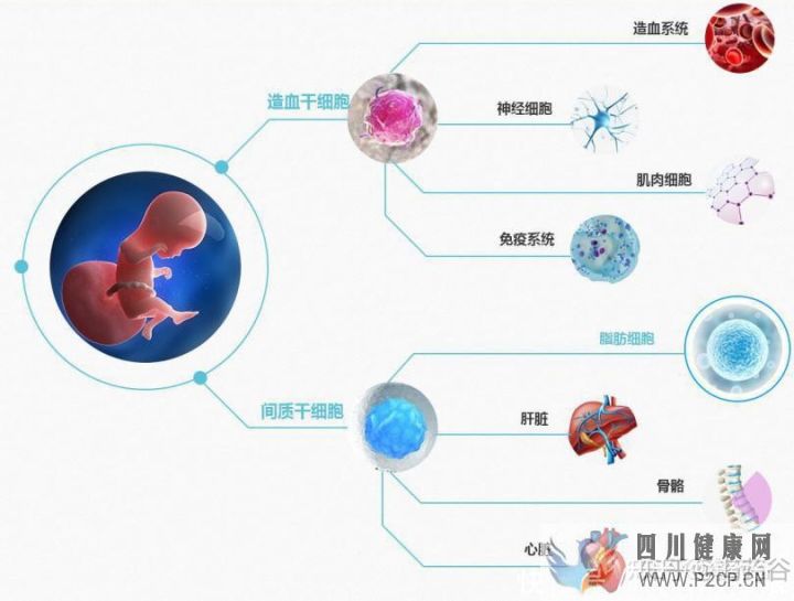 干細(xì)胞究竟有何作用呢(圖4) 干細(xì)胞究竟有何作用呢(圖4)