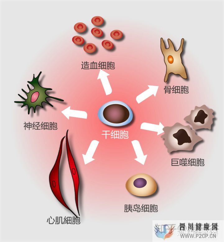 干細(xì)胞究竟有何作用呢(圖7) 干細(xì)胞究竟有何作用呢(圖7)