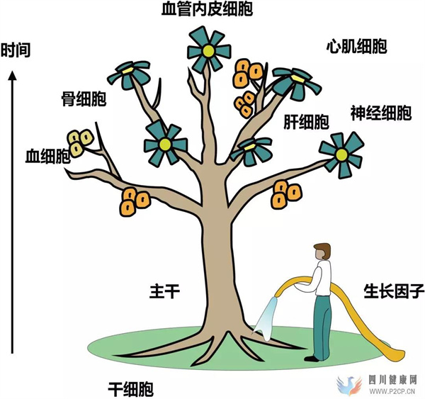 間充質干細胞儲存的四大好處(圖2) 間充質干細胞儲存的四大好處(圖2)