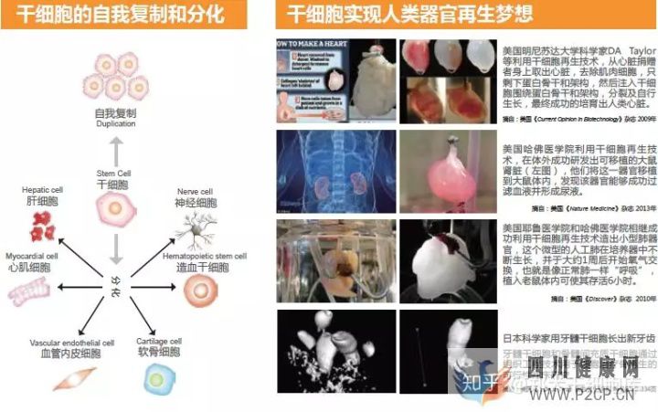 干細胞簡介——什么是干細胞(圖1) 干細胞簡介——什么是干細胞(圖1)
