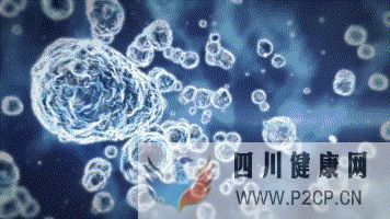 干細胞對身體的幾大作用(圖2) 干細胞對身體的幾大作用(圖2)