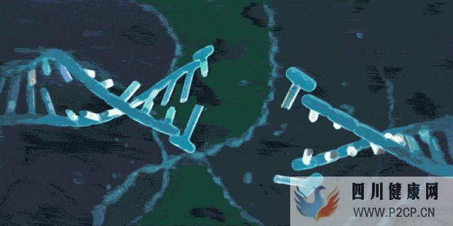 干細胞對身體的幾大作用(圖4) 干細胞對身體的幾大作用(圖4)