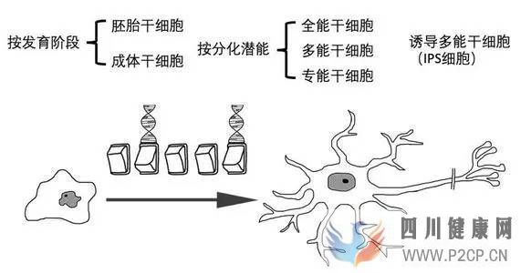 科普丨干細胞是干什么的能治療哪些病國內外研究...(圖3) 科普丨干細胞是干什么的能治療哪些病國內外研究...(圖3)