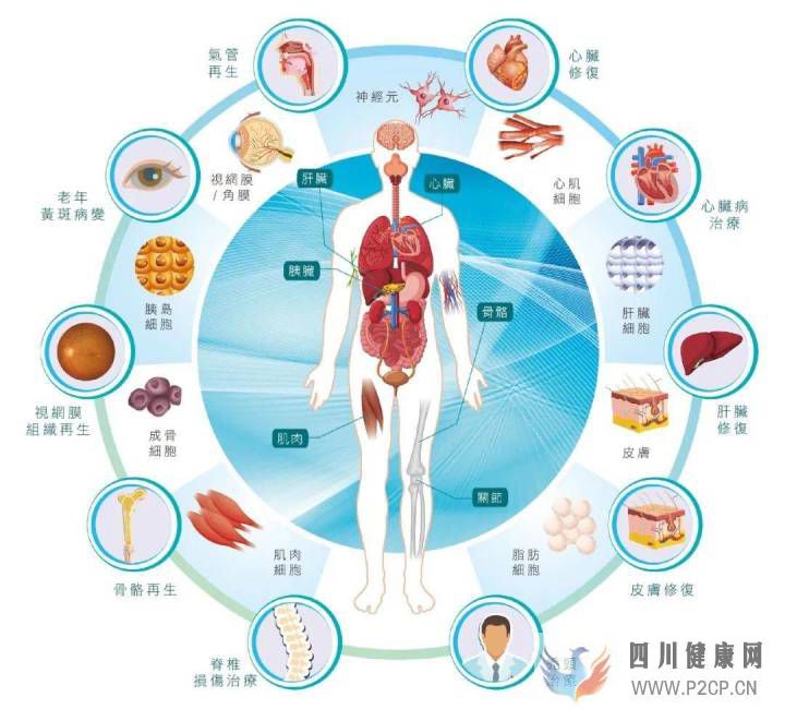 科普丨干細胞是干什么的能治療哪些病國內外研究...(圖5) 科普丨干細胞是干什么的能治療哪些病國內外研究...(圖5)