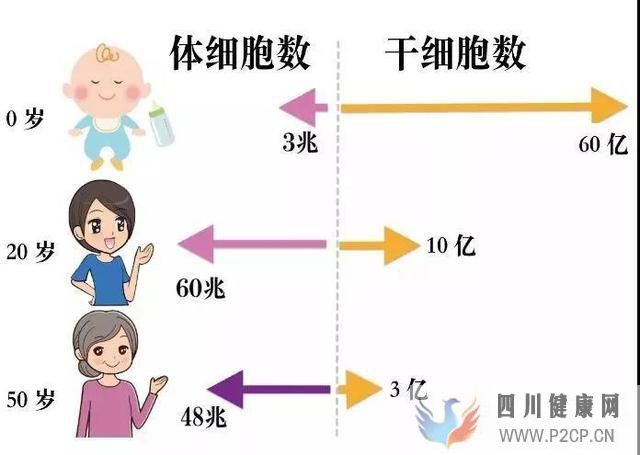 科普丨干細胞是干什么的能治療哪些病國內外研究...(圖12) 科普丨干細胞是干什么的能治療哪些病國內外研究...(圖12)