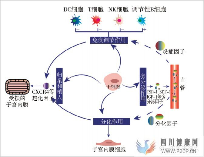 干細胞的4大作用,幫助修復宮腔粘連所致的子宮內膜...(圖3) 干細胞的4大作用,幫助修復宮腔粘連所致的子宮內膜...(圖3)