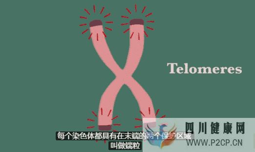 揭秘干細胞四大功能(四)如何進行抗凋亡(圖6) 揭秘干細胞四大功能(四)如何進行抗凋亡(圖6)