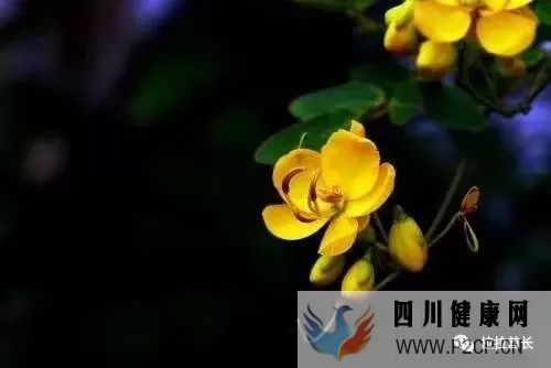 問答決明子的作用和功效是什么？(圖2)