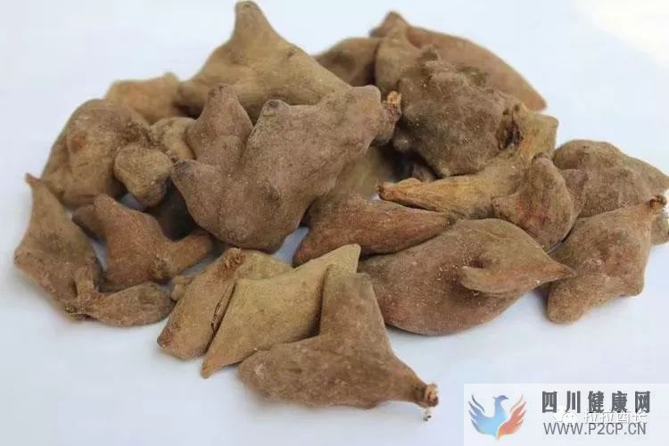 問答五倍子的作用和功效是什么？(圖2)