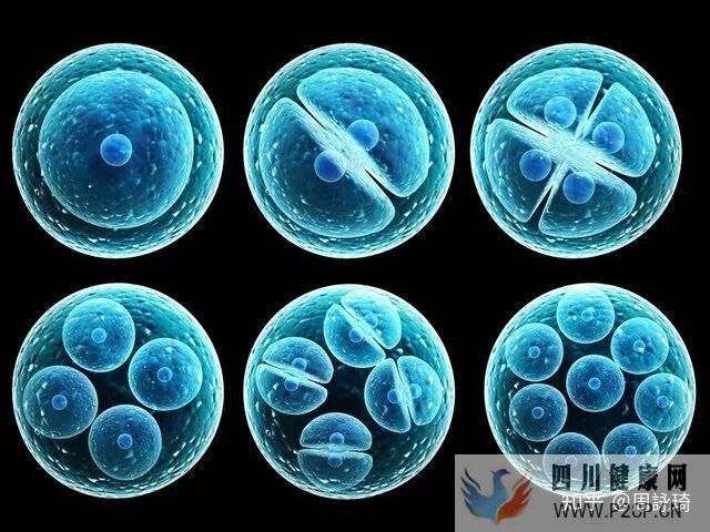 干細(xì)胞幫助身體八大器官抗衰_知乎_(圖2)