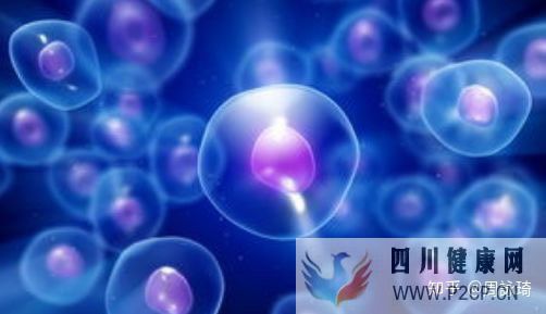 干細(xì)胞幫助身體八大器官抗衰_知乎_(圖4)