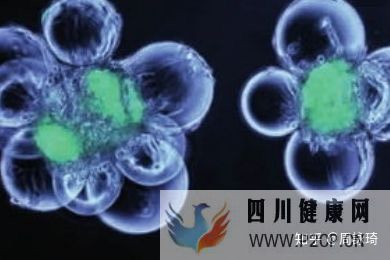 干細(xì)胞幫助身體八大器官抗衰_知乎_(圖7)