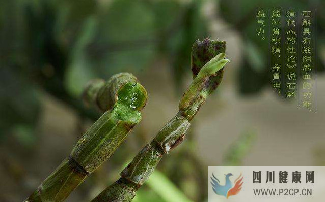 鐵皮石斛的功效與作用鐵皮石斛預防八大疾病,這個冬天有它足夠(圖1) 鐵皮石斛的功效與作用鐵皮石斛預防八大疾病,這個冬天有它足夠(圖1)