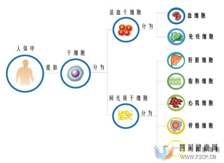 干細胞儲存是一種怎樣的體驗干貨分享!(圖1) 干細胞儲存是一種怎樣的體驗干貨分享!(圖1)