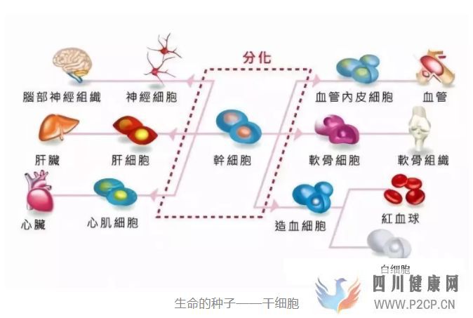 干細胞儲存是一種怎樣的體驗干貨分享!(圖4) 干細胞儲存是一種怎樣的體驗干貨分享!(圖4)