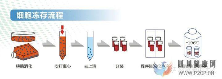 存儲干細胞究竟為何(圖1) 存儲干細胞究竟為何(圖1)