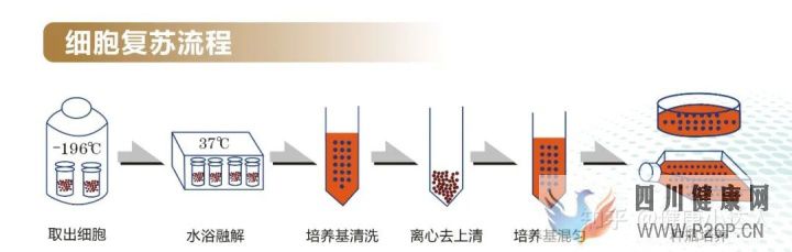 存儲干細胞究竟為何(圖3) 存儲干細胞究竟為何(圖3)