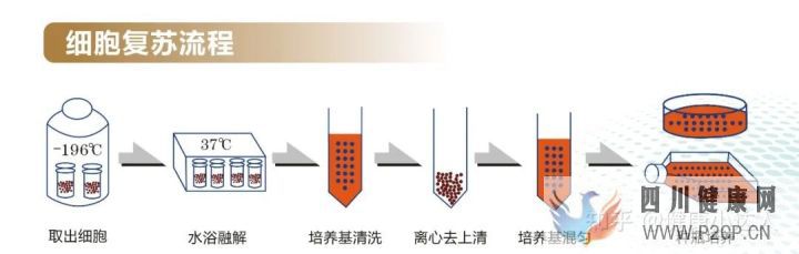 存儲干細胞究竟為何(圖4) 存儲干細胞究竟為何(圖4)