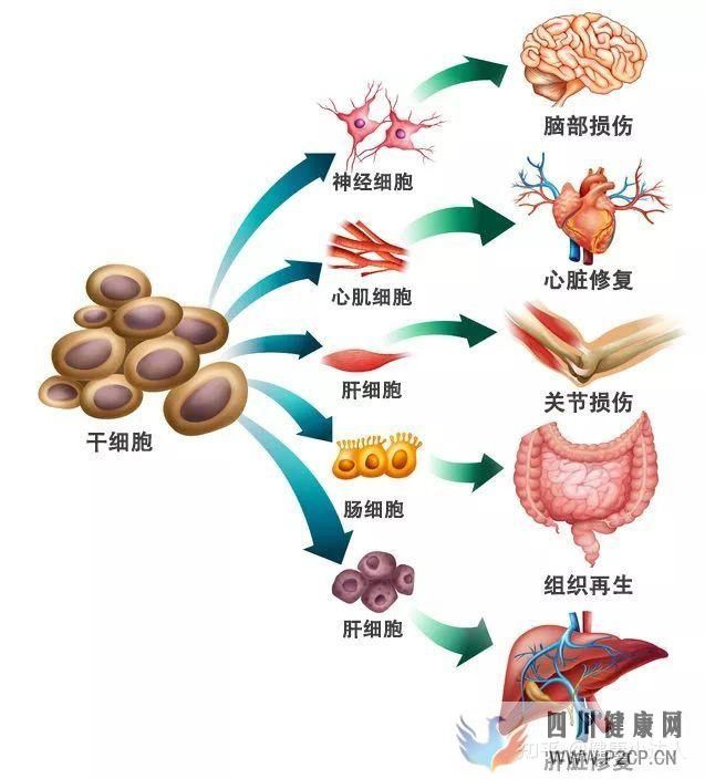 存儲干細胞究竟為何(圖7) 存儲干細胞究竟為何(圖7)