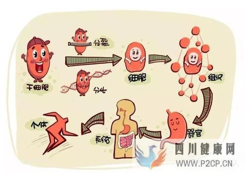 存儲干細胞究竟為何(圖6) 存儲干細胞究竟為何(圖6)