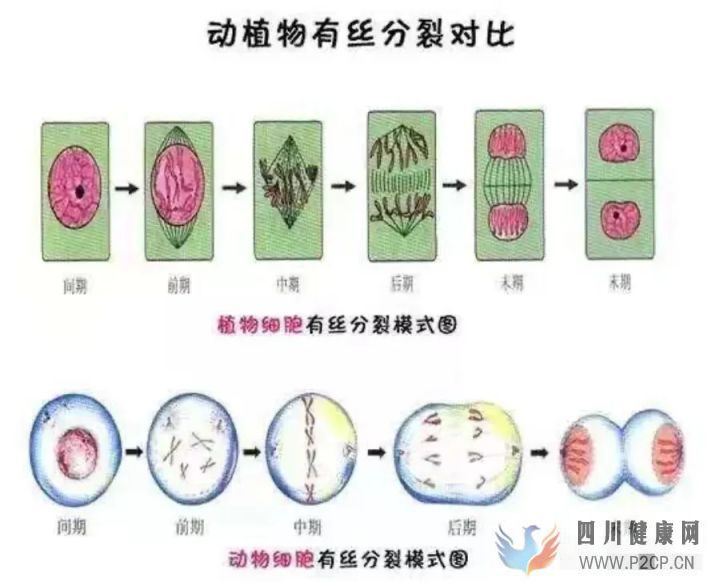 干細胞應用有哪些騙局(圖5) 干細胞應用有哪些騙局(圖5)