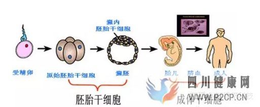 什么是干細胞,不同的干細胞是指什么,又是如何區...(圖1) 什么是干細胞,不同的干細胞是指什么,又是如何區...(圖1)