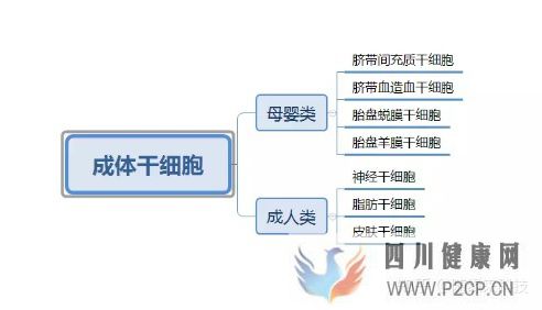 什么是干細胞,不同的干細胞是指什么,又是如何區...(圖6) 什么是干細胞,不同的干細胞是指什么,又是如何區...(圖6)
