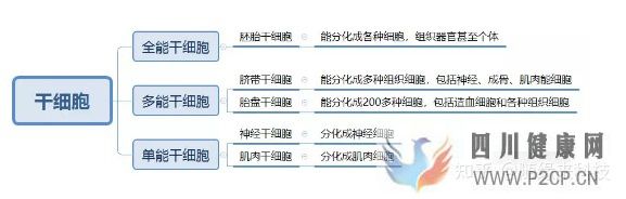 什么是干細胞,不同的干細胞是指什么,又是如何區...(圖8) 什么是干細胞,不同的干細胞是指什么,又是如何區...(圖8)