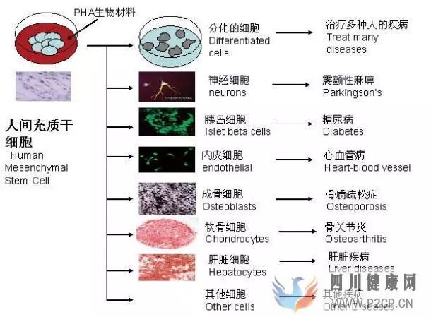 干細胞科普干細胞分類及特點(圖4) 干細胞科普干細胞分類及特點(圖4)