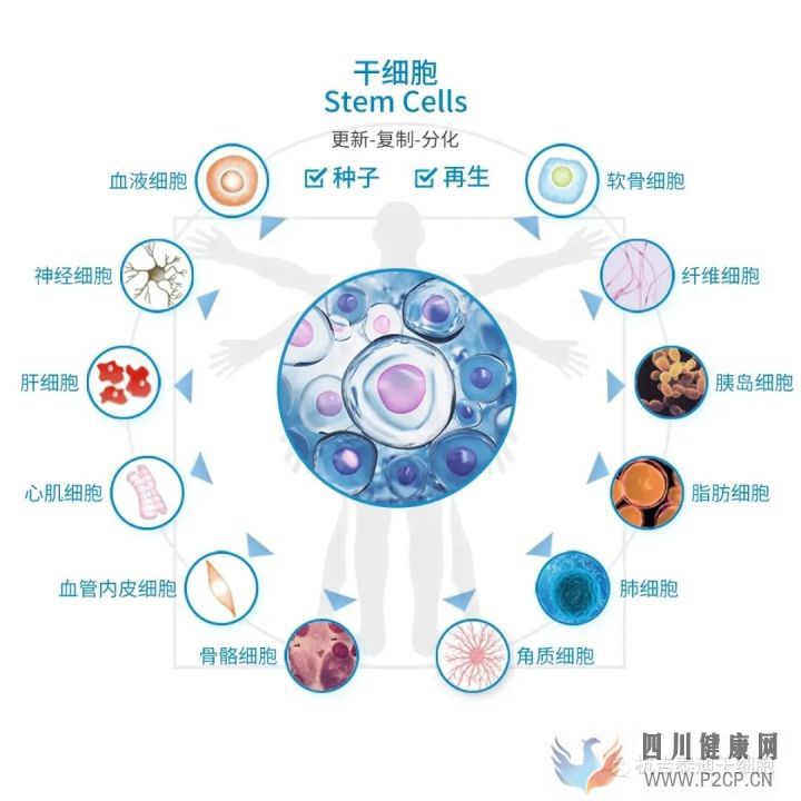 干細胞科普干細胞分類及特點(圖6) 干細胞科普干細胞分類及特點(圖6)