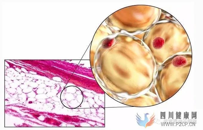 干細胞科普干細胞分類及特點(圖12) 干細胞科普干細胞分類及特點(圖12)