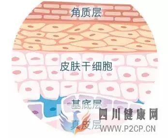干細胞科普干細胞分類及特點(圖13) 干細胞科普干細胞分類及特點(圖13)