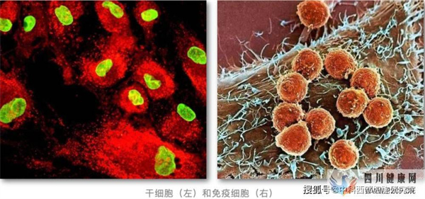 知識(shí)簡(jiǎn)要：干細(xì)胞＆免疫細(xì)胞(圖1)